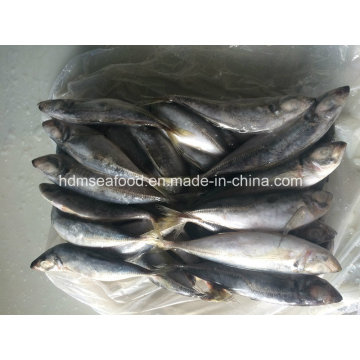 Big Size Horse Mackerel Fisch zum Verkauf